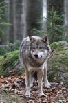 Grey wolf  (Canis lupus)