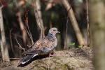 Turtle Dove (Streptopelia turtus)