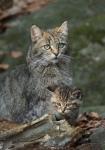 Wild Cat (Felis silvestris)