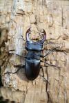 Stag beetle (Cervus beetle)