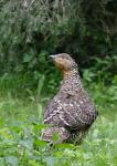 Capercaillie (Tetrao urogallus)