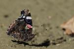 Red Admiral (Vanessa atalanta)