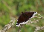 Babočka osiková (Nymphalis antiopa)