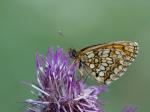 Melitaea athalia (Melitaea athalia)