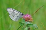 Black-veined White (Aporia crataegi)