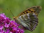 Perleťovec stříbropásek (Argynnis paphia)