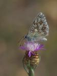 Blue vetch (ervum caeruleum)