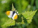 Orange Tip (Anthocharis cardamines)