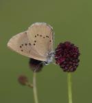 Dusky Large Blue (Maculinea nausithous)