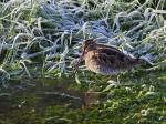 Common snipe  (Gallinago gallinago)