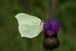 Gonepteryx rhamni (Gonepteryx rhamni)