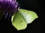 Gonepteryx rhamni (Gonepteryx rhamni)