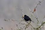 Common Blackbird (Turdus merula)