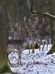 Fallow Deer (Dama dama)