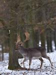 Fallow Deer (Dama dama)