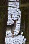 Fallow Deer (Dama dama)