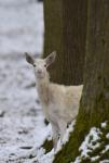 Jelen lesní (Cervus elaphus)