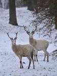 Red Deer (Cervus elaphus)