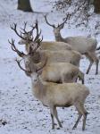 Red Deer (Cervus elaphus)