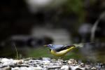 Grey Wagtail (Motacilla cinerea)