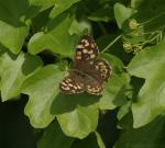 Speckled Wood (Pararge aegeria)