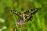 Swallowtail (Papilio machaon)