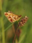 Silver-bordered Fritillary (Boloria selene)