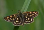 Chequered Skipper (Carterocephalus palaemon)