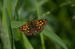 Chequered Skipper (Carterocephalus palaemon)