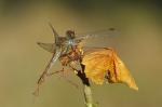 Spotted Darter (Sympetrum depressiusculum)