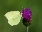 Gonepteryx rhamni (Gonepteryx rhamni)