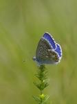 Modrásek jetelový (Polyommatus bellargus)