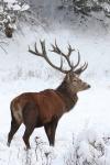 Red Deer (Cervus elaphus)