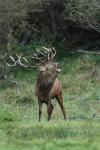 Red Deer (Cervus elaphus)