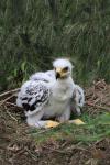 Orel skalní (Aquila chrysaetos)