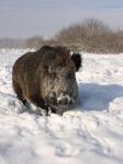  Wild Boar ( Sus scrofa)