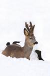  roe Deer ( Capreolus capreolus )