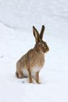 European Hare  (Lepus europaeus)