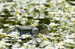 Green Jumper (Viridis DESULTOR)