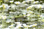 Green Jumper (Viridis DESULTOR)