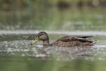  Common Moorhen ( Mallard)