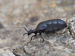 Black Oil Beetle (Meloe proscarabaeus)