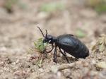 Black Oil Beetle (Meloe proscarabaeus)