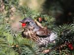 Drozd kvíčala (Turdus pilaris)