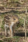  Wild Boar ( Sus scrofa)