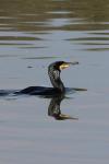  Great cormorant  ( Phalacrocorax carbo)