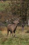 Red Deer (Cervus elaphus)