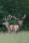 Red Deer (Cervus elaphus)