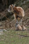 Mouflon (Ovis musimon)