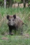  Wild Boar ( Sus scrofa)